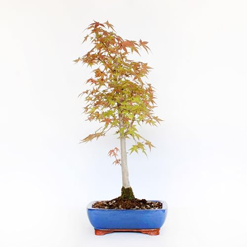 KENTIS - Bonsai Acero Palmato Deshojo - Acer Palmatum - Piante Vere da Esterno - Vaso in Ceramica - H 50-60 cm Vaso Ø 21 cm