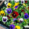 Pansy Plants, 'Delta Mix', 20 x Full Plant Pack, Winter Bedding Plants, Winter Pansies, Pansy Mix, Garden Ready, Pansies Ready to Plant Now, Premium Quality Flowers