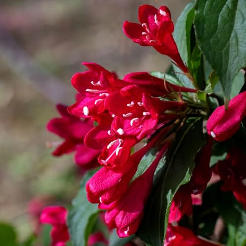 Semillas resistentes de weigela de jardín, arbustos rápido crecimiento jardín rocas resistentes al aire libre primavera, silvestres 250pcs