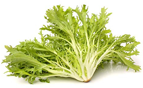 EndivieCatalogna Puntarelle di Gaeta - hoher Nährwert - samen