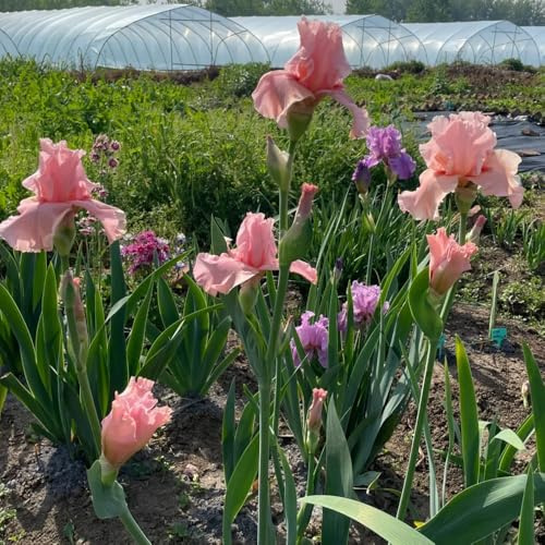 iris jardín del balcón de oficina jardín de iris balcón robustas interior resistentes camas elevadas Bulbos perennes y 4pcs
