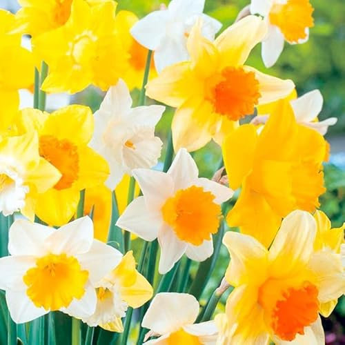 10 Mix Daffodil Narcissus Garden Bulb Spring Flowering Tazetta Wisley Minnow