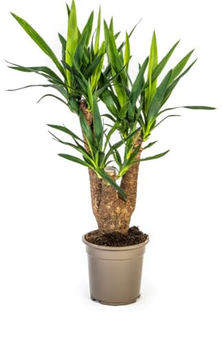 Yucca Elephantipes - 60-70cm - Ø21cm - Plante d'intérieur - Vert persistant