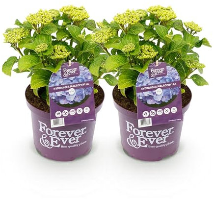 GreenboutiQ - Plante de terrasse - Hortensia - Hydrangea Forever & Ever - Bleu - 7-12 Fleurs - 2 Plantes - Pot 23cm Hauteur 55cm