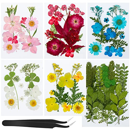 Meetory Gepresste Blumen - 81 Stück Natürliche Getrocknete Blumen DIY Getrocknete Blüten Gemischte Getrocknete Blätter Gänseblümchen für DIY Kerzen Harz Schmuck Nagel Anhänger Scrapbooking-Deko