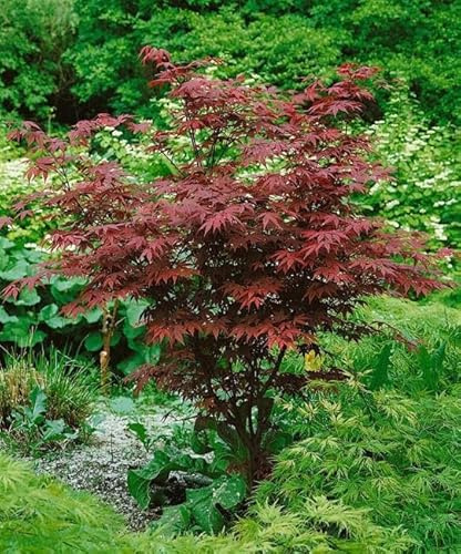 Acer palmatum 'Atropurpureum' 80–100 cm – Winterhart, Mehrjährig, Pflegeleicht – Roter Fächerahorn – Ziergehölz für Garten & Kübel