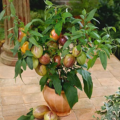 birnenmelone pflanze | melonenbirne pflanze, samen säulenobstbäume geschenke, zimmerpflanze sukkulenten samen, nachhaltige geschenke indoor plants - 40 Stück