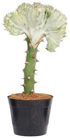 Euphorbia lactea Cristata Weiß - Korallen-Wolfsmilch - Zimmerpflanze - 35 cm - ø12cm