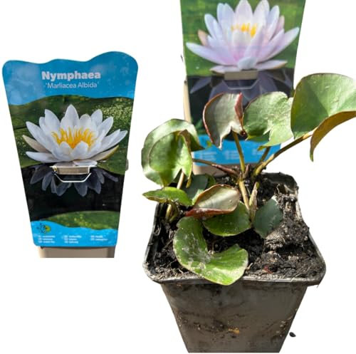 Nymphaea Nymphaea Nymphaea Plante de bassin résistante à l'hiver pour étangs de terrasse, tonneaux et étangs de jardin, blanc