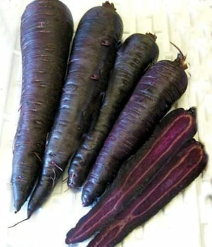 Graines végétales - Carotte - Purple Sun F1 - 80 graines de qualité supérieure