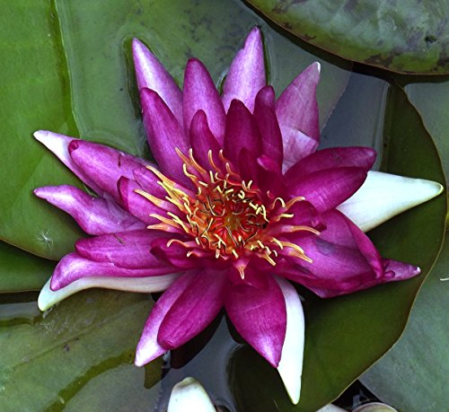 Teichpflanzen Seerosen : Nymphaea Seerose  Newton  winterhart Pflanztiefe bis 150 cm