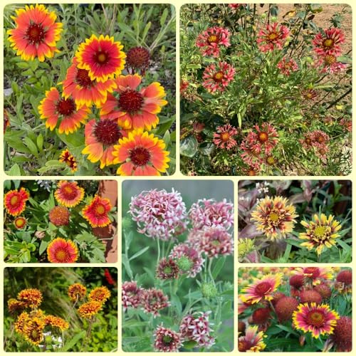 Semillas de escarapela, Gaillardia, semillas de como para invitados Gaillardia pulchella, escarapela 350pcs