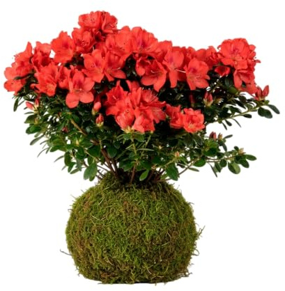 Kokedama Natural de Rododendro Azalea | Planta Viva Interior Decorativa DECOALIVE