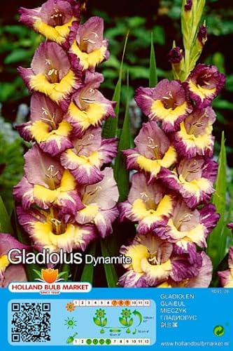 Gladiolenzwiebeln : Gladiolus -Gladiole  Dynamite  5 Blumenzwiebeln