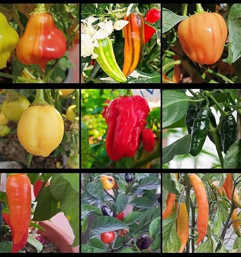 Piments forts, 9 variétés de piments, 90 graines, paquet (11)