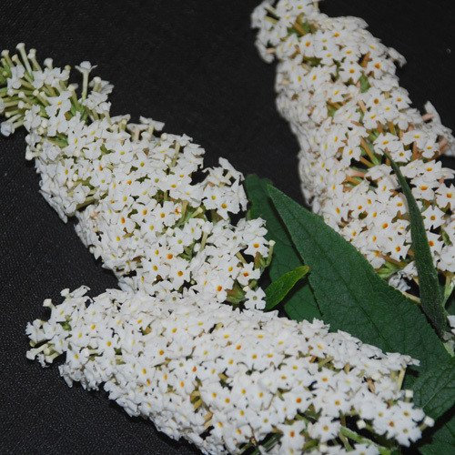 - Buddleja Davidii Alba Seeds
