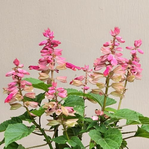 Semillas de salvia de fuego - verano Decoraciones jardín exteriores balcón exótico cama elevada orgánica variedades antiguas resistentes jardines rocas 50pcs