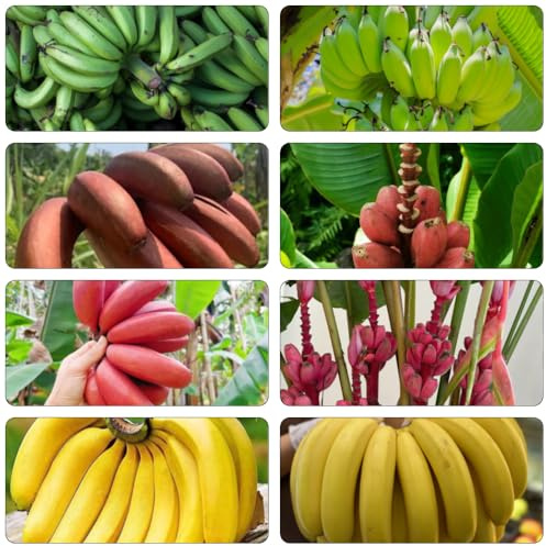 semillas de plátano semillas decorativas columnar resistentes Camas 100pcs