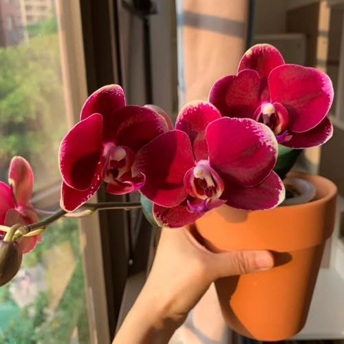 Semi di Phalaenopsis - Semi di orchidea Phalaenopsis semi di campo 80pcs