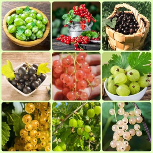 semi di ribes - da frutto colonnari esotico raro frutteto vecchie varietà da frutto nani, resistenti colonnare semi di comprare per gli amanti del 200pcs