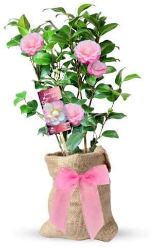 Carbeth Plants Magic Mum Pink Camellia Bush Plant - A Thoughtful Mother's Day and Birthday Gift Wrapped Present for Mum - Gardening Gifts for Women - Outdoor and Indoor Plants for Home Grown