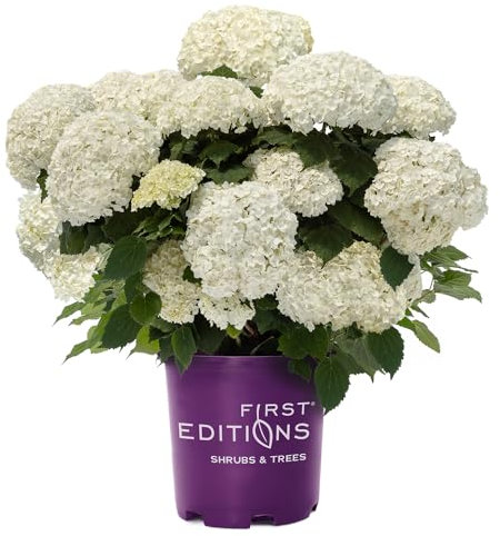 2g First Editions Hydrangea FlowerFull