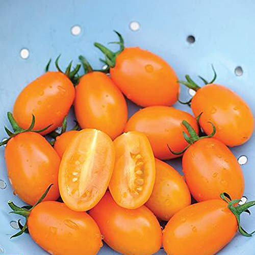 Tomato Seeds 'Orange Beauty' Fruit Vegetable Seeds Half-Hardy Annual Garden Plants Easy to Grow Your Own 1 Packet of 4 Seeds by Thompson and Morgan