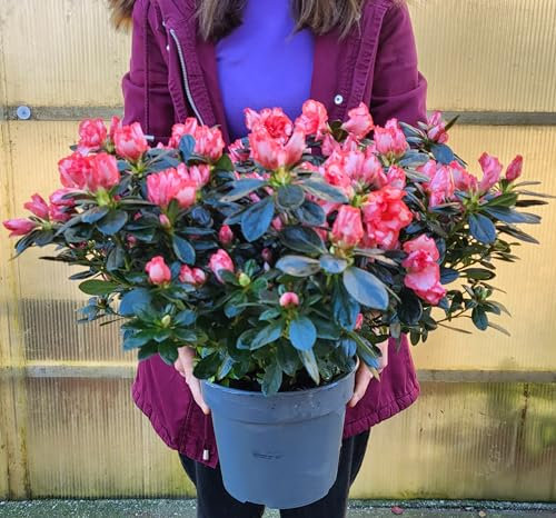 POWERS TO FLOWERS - AZALEA MATISS XXL, vaso 17cm, pianta vera