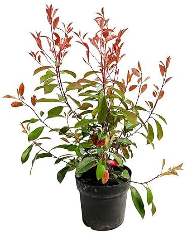 Photinia Natural Arbusto Resistente - Planta para el Jardín o la Terraza