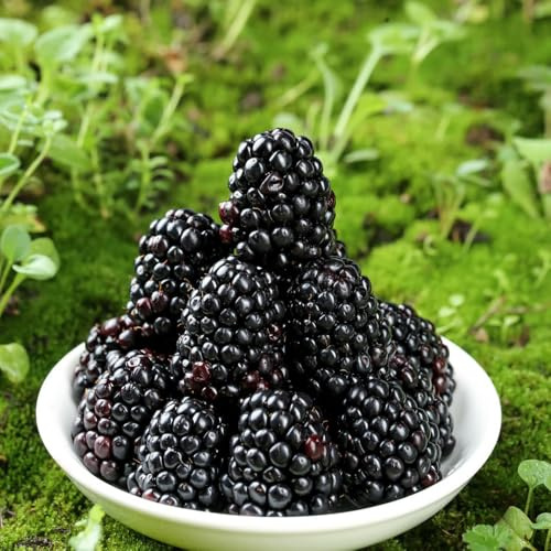 semi di mora per giardinieri frutto colonnare da frutto frutteto da colonnari serre balcone semi di vecchie varietà raro giardino roccioso 60pcs