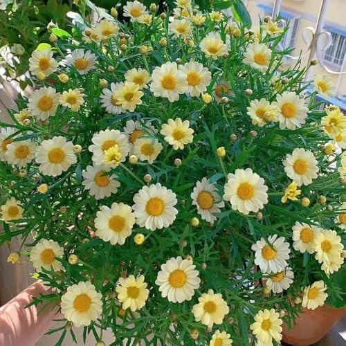 semillas de margarita, semillas de pradera Argyranthemum frutescens, de balcón semillas de verano perennes 300pcs