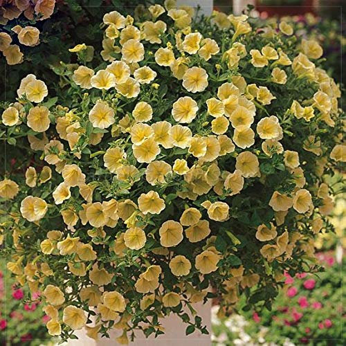 Ultrey Seed House - 100 Pieces Hanging Petunia Flower Seeds Flower Sea Bonsai Petunia Seeds Garden Plants Flowers Perennial Winterhardy Shine Your Garden