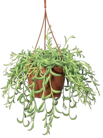 Plant in a Box - Senecio radicans - Bananenkette - Hängepflanze - Topf 12cm - Höhe 10-20cm - Zimmerpflanze