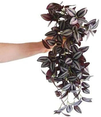 Tradescantia Zebrina Natural Planta con Poco Necesidad de Agua