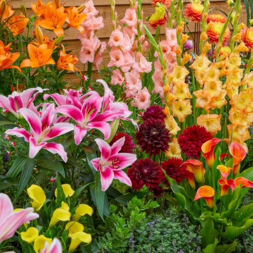 Fleurs d'été bulbes Collection Summer Garden - 25 pièces - Glaïeuls/Dahlias/Lys/Calla - vivace mélange de bulbes - Qualité Néerlandaise - Pour jardin, pot et balcon
