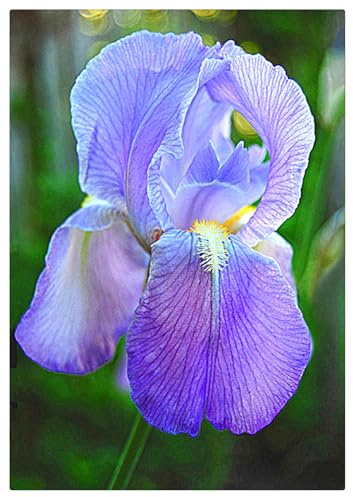 Iris Bulbs UK,Potted-Plants-Rhizome,Excellent Display,Iris Plants for Garden-3bulbs-B