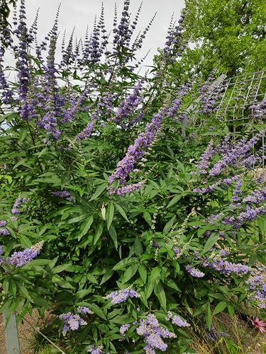 Mönchspfeffer Kleinstrauch, blau blühend