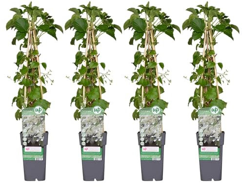 Hortensia grimpant - lot de 4 - ↨65cm - Ø15 - plante d'extérieur