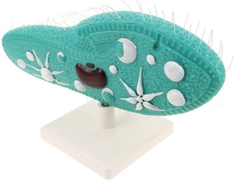 BESPORTBLE Pantoffeltierchen-Modell Anatomiemodell Zellmodell Biologie-demonstrationswerkzeug Lehrzellmodell Modell für Naturwissenschaftlichen Unterricht