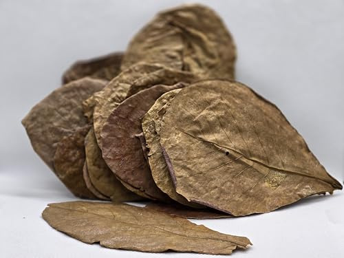 Shrimpland Almond nano Leaves | 25pcs - Shrimp Leaves, Supplementary food for freshwater shrimp