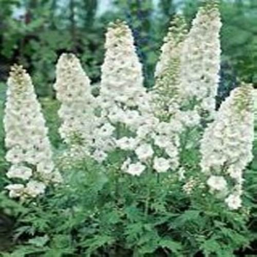 Delphinium/Larkspur (Delphinium Consolida) – White King – 50 semi: grani