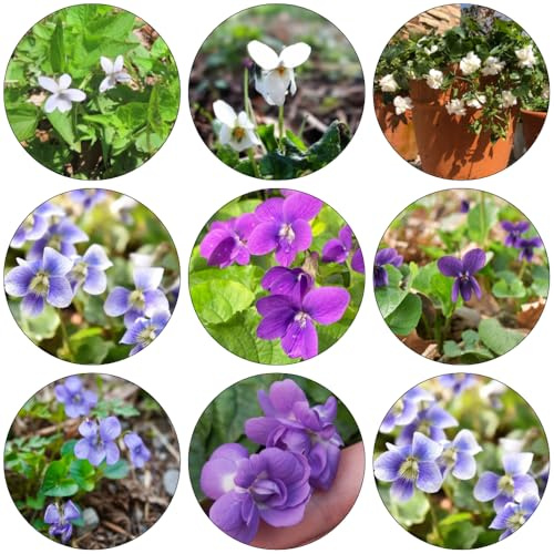 Violetas dulces semillas de silvestres decoración de sala estar decoraciones jardín para exteriores perennes resistentes para pleno sol semillas balcón 400pcs