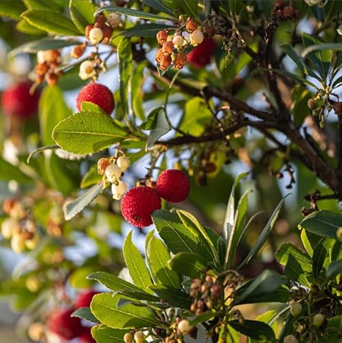 Corbezzolo Arbutus unedo strawberry tree pianta da frutta in vaso ø19 cm h 40/50 cm - Vivaio di Castelletto