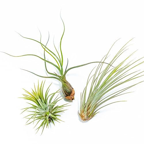 PLANDAIRE - Confezione di piante aeree - Tillandsia Ionantha, T. Butzii, T. Juncea - Piante da fiore naturali - Esterno ed interno (3)