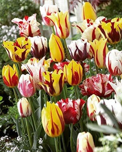 30 X Tulipani Rembrandt Misti - Tulipa Rembrandt Mix - Bulbi Alta Qualità (30)