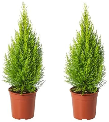 Ciprés Goldcrest - Pack 2 Unidades - Árboles Naturales para Exterior - Ciprés Amarillo o Ciprés Dorado
