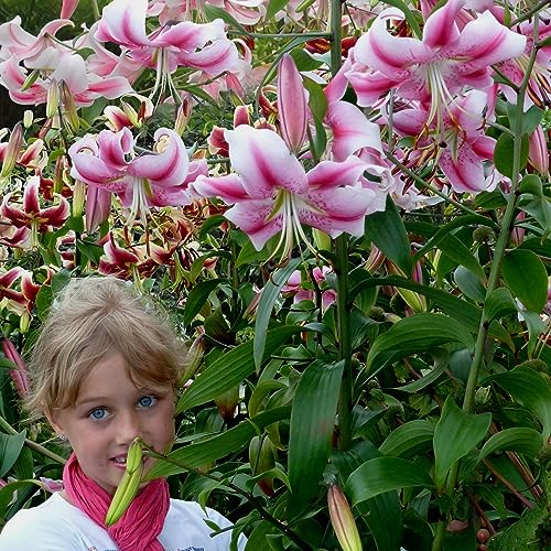 Lys Géants Anastasia (3 pièces), Bulbes de Fleurs Hivernaux des Pays-Bas pour le Jardin (gros bulbes, pas de graines, non artificiels) (Anastasia)