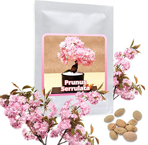 Sakura Seeds - 10Pcs Japanese Oriental Cherry Blossoms - Garden Flower Bonsai Tree