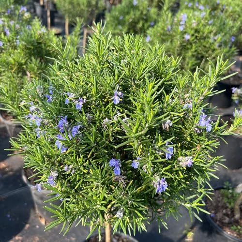 semi di rosmarino sostenibili rosmarino vegetali semi di biologici, resistenti all'inverno per balcone medicinali serra balcone cucina 350semi