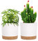 QCQHDU 12.7cm Plant Pot, 2 Pack Planters for Indoor Plants with Drainage Holes & Saucer, Outdoor Flower Pots Home Garden Modern Decor (White, 12.7cm)